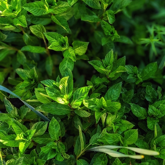 Handcrafted, Handmade loose incense blends and essential oil blends - Picture 12 of 16